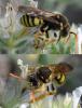Nomada nobilis